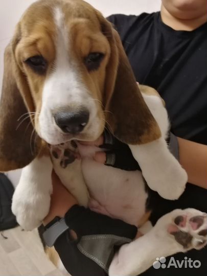 Продам щенков бигля