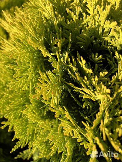 Туя западная Мириам