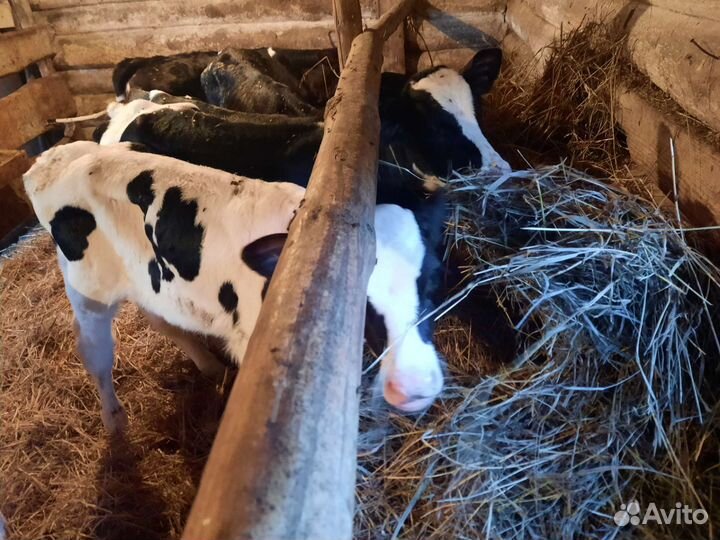 Бычки и телята