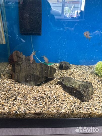 Лабидохромис Еллоу – жёлтый обитатель скал