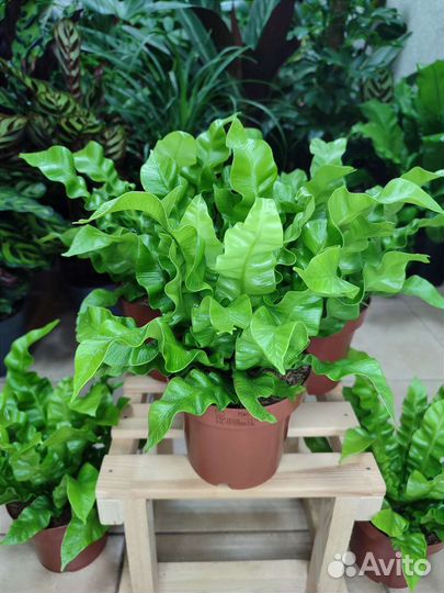 Папоротник асплениум