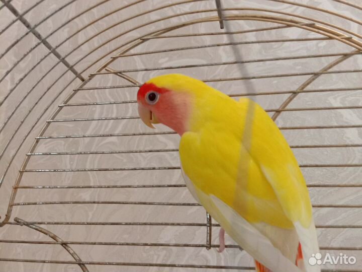 Попугаи неразлучники с клеткой