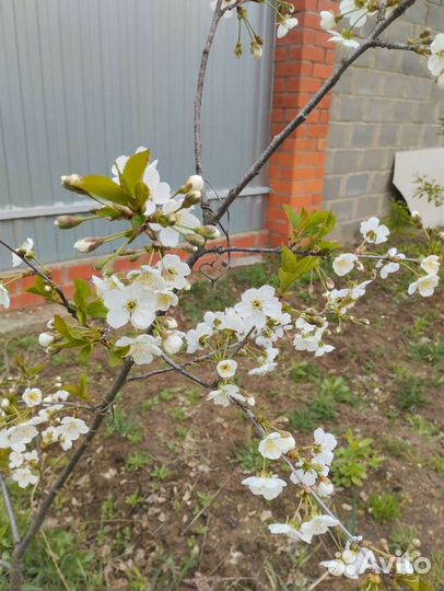 Черешня и Ирга