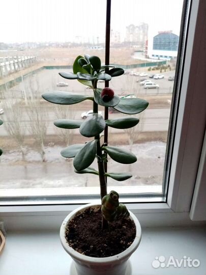 Толстянка (денежное дерево)