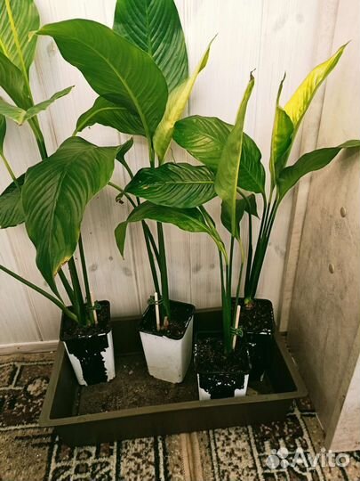 Спатифиллум крупный