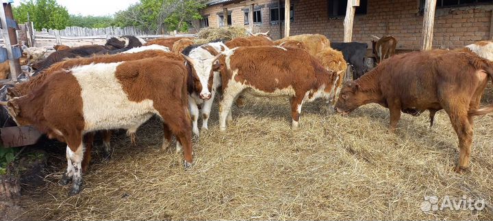 Бычки на доращивание