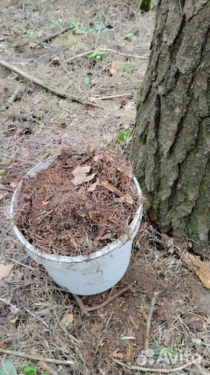 Сосновый опад