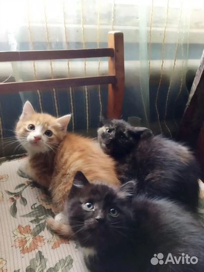 Котята в добрые руки