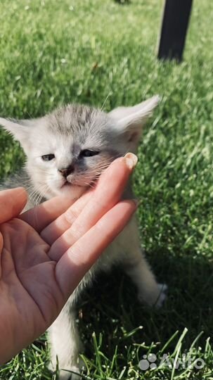 Британский мальчик готов к переезду