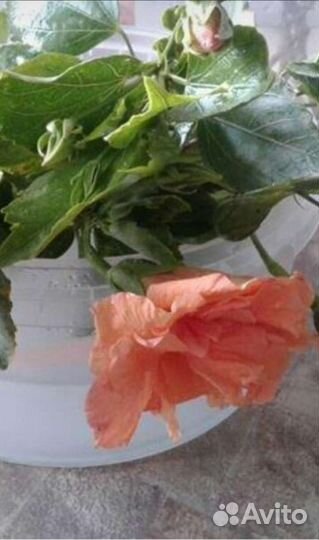 Китайская роза, гибискус бежевый-отростки