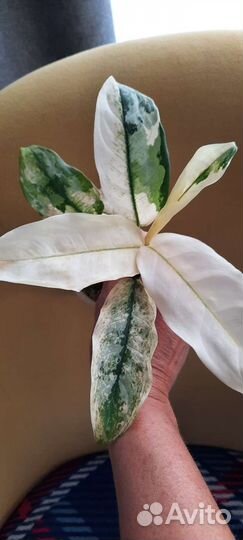 Аглаонема мали Ла