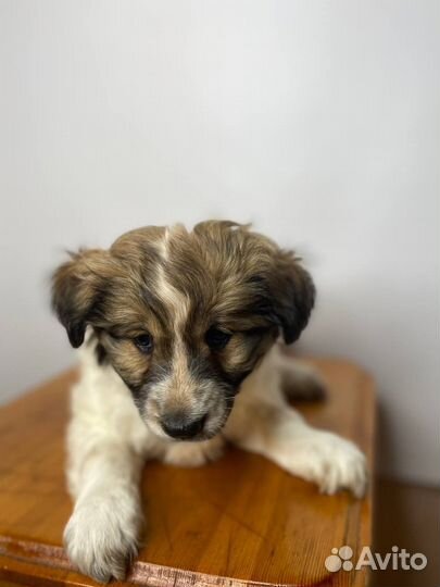 Отдам Щенка