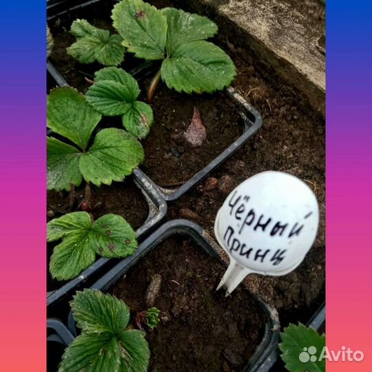 Рассада клубники Чёрный Принц