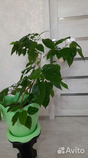 Гибискус китайская роза