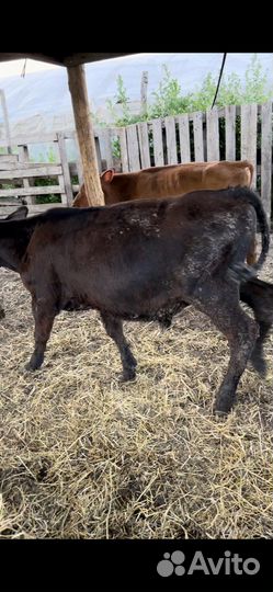 Бычки на дорашивания