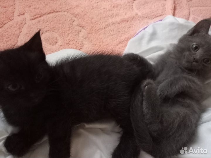 Котята в добрые руки бесплатно