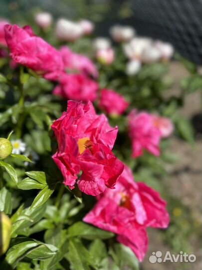 Пионы разные сорта