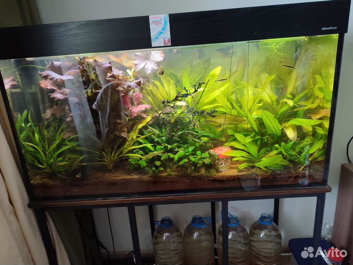 Аквариумные растения