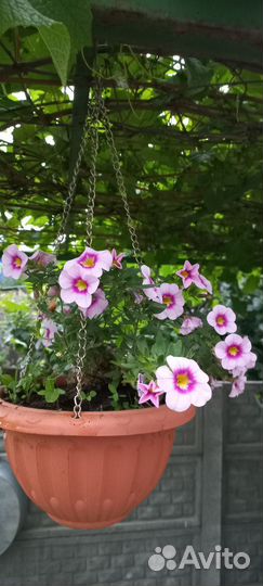 Катарантус семена