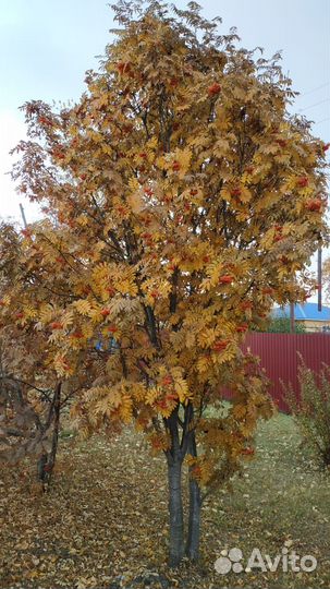 Рябина красная саженцы