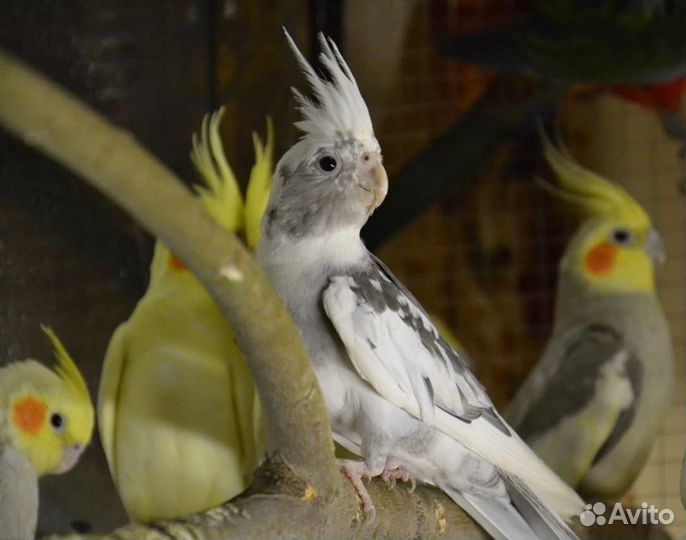 Попугай корелла