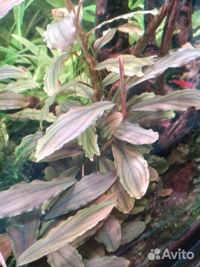 Лимонник людвигия супер рэд мини креветки черри