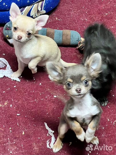 Щенки чихуахуа