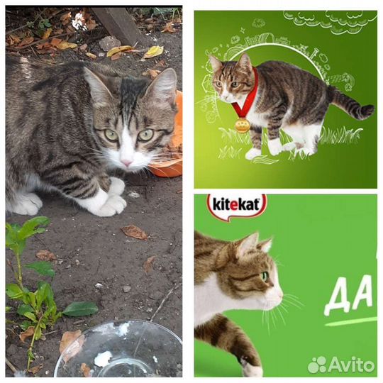 Кошка в дар