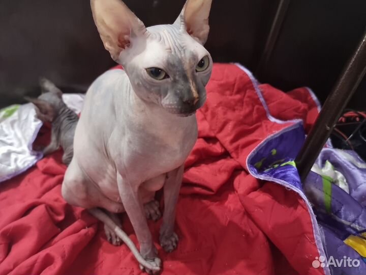 Канадский сфинкс