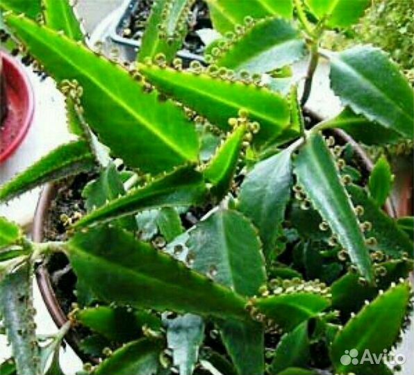 Лекари, каланхое, алое, золотой ус и др