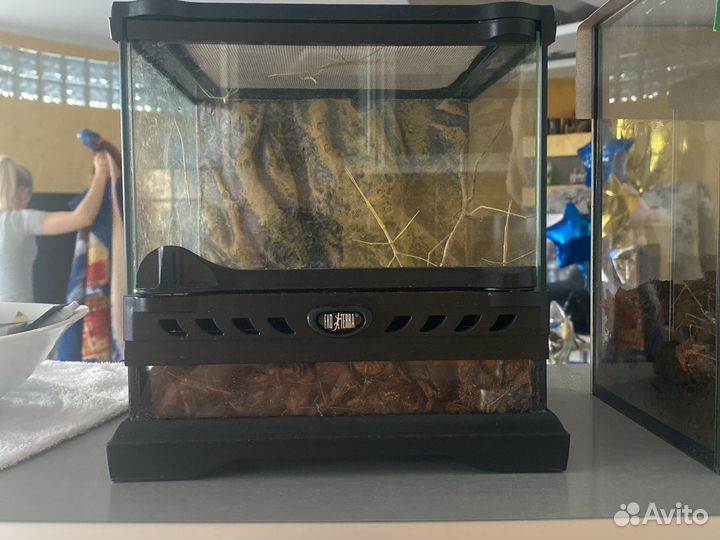 Террариум с палочниками