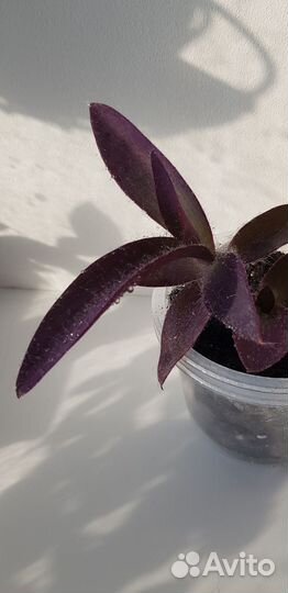 Традесканция пурпурная