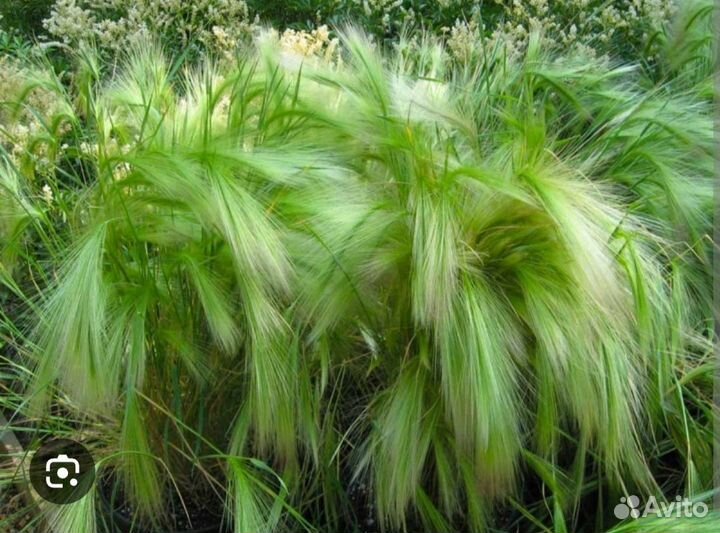 Ковыль перистый семена, 10 шт многолетник