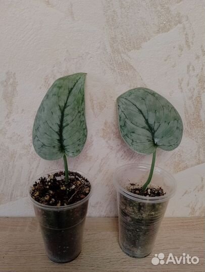 Сциндапсус Silver cloud