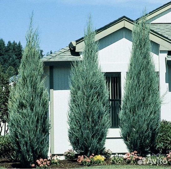 Можжевельник Blue Arrow в Тюмени