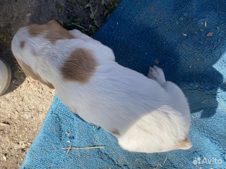 Русский спаниель