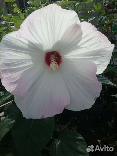 Гибискус гибридный травянистый уличный