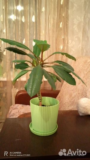 Продам цветы комнатные