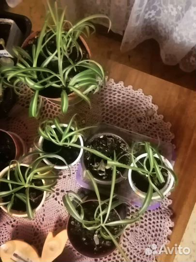 Хлорофитум кудрявый