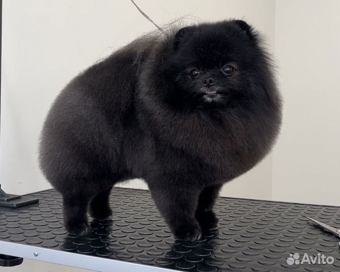 Породный груминг шпица, стрижка