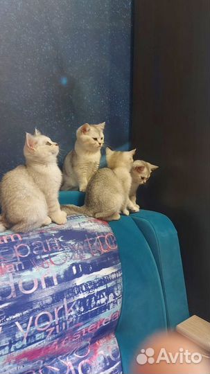 Британская серебристая шиншилла котята