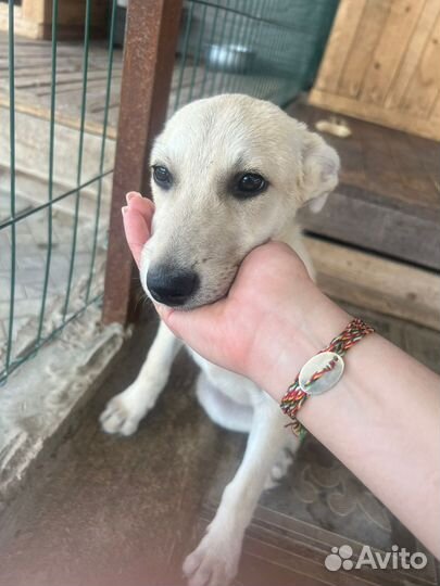 Снежа ищет дом