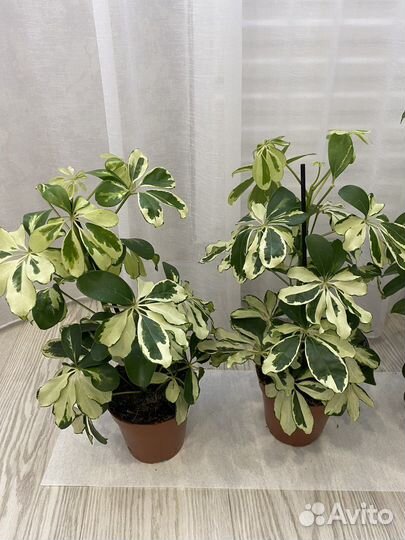 Комнатные цветы растения