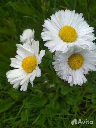 Маргаритки