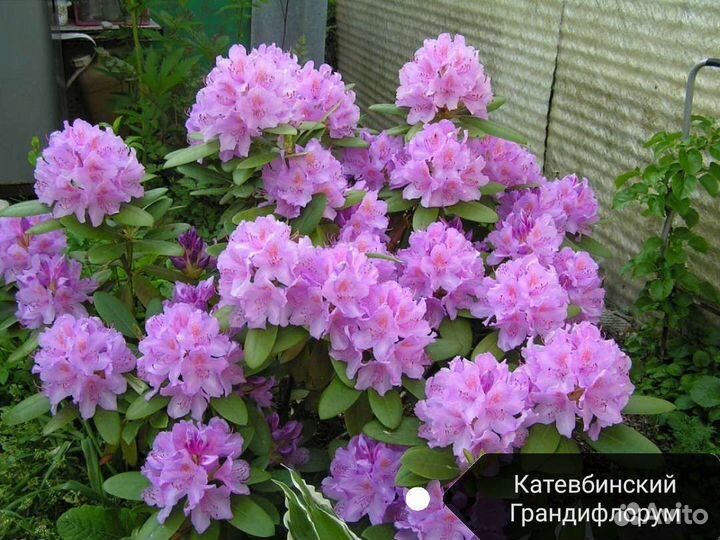 Рододендрон саженцы