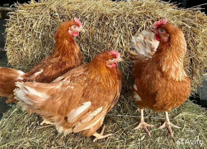 Куры несушки, уже несутся