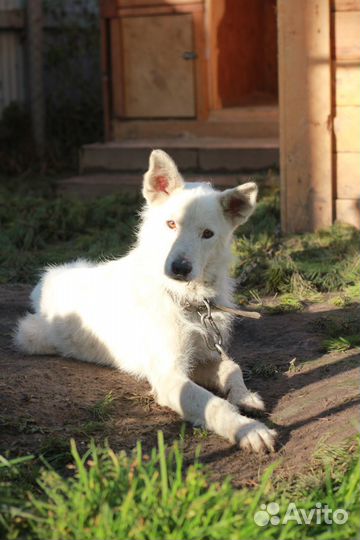 Шикарный пёс