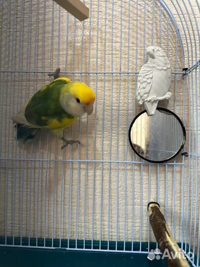 Попугай неразлучник с клеткой, птенец 3 месяца