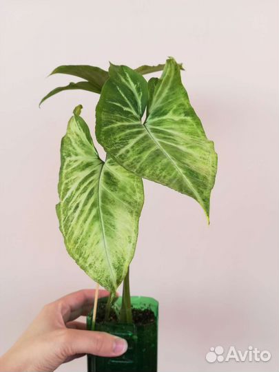 Цветы разные