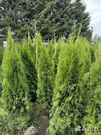 Туя Cмарагд из питомника
